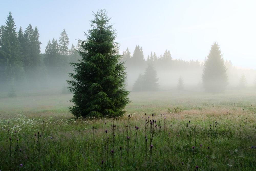 Penzion U Provaznika Zdíkov Buitenkant foto